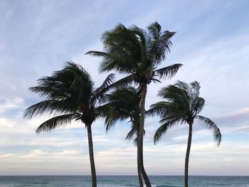 Low angle view of palm tree by sea against sky