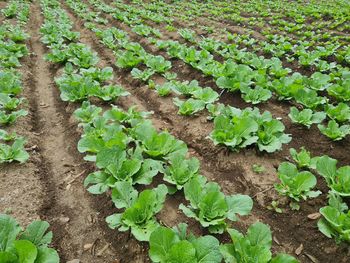Full frame shot of plants