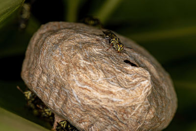 Close-up of insect on tree