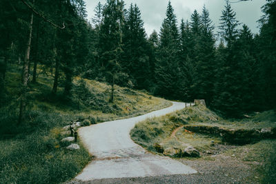 Dirt road amidst trees in forest