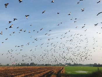 Flock of birds flying in the sky