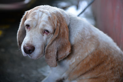 Close-up portrait of dog