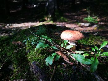 Close-up of mushroom growing in forest