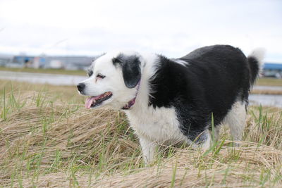 Close-up of dog on grass against sky