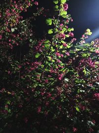 Pink flowers growing on tree