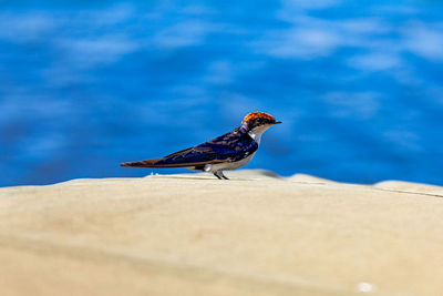 A beautiful bird stops on a roof of a jeep botswana