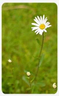 Close-up of white daisy blooming in field