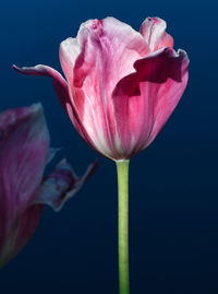 Close-up of pink day lily blooming against black background