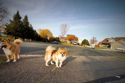 Dog on landscape against sky