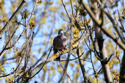 Low angle view of bird perching on branch