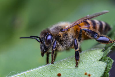 Close-up of european honey bee resting on a leaf