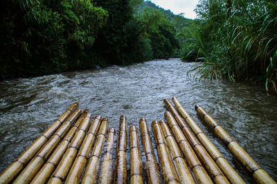 Scenic view of river flowing in forest