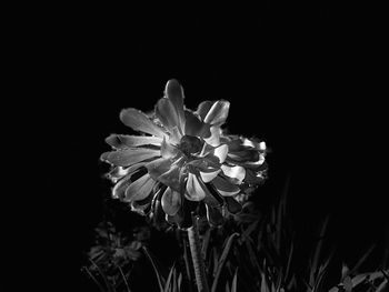 Close-up of white flowering plant against black background