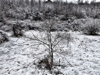 View of trees on snow covered land