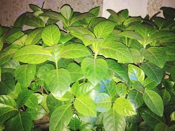 Low angle view of leaves