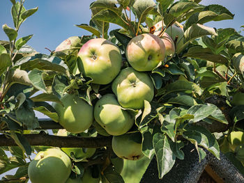 Low angle view of apples on tree