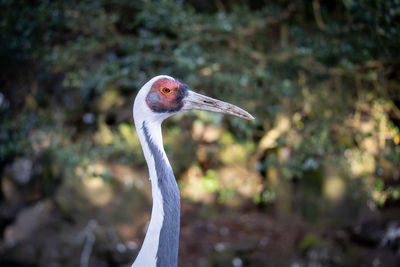 Close-up of a crane