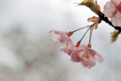 Close-up of pink cherry blossom
