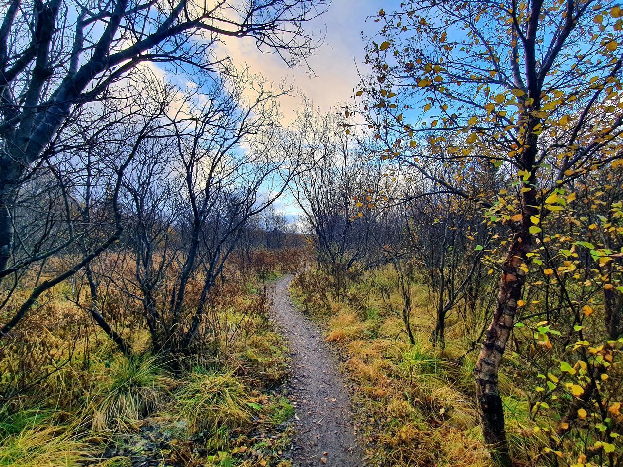 ROAD AMIDST TREES DURING AUTUMN