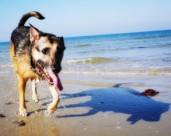 Dog standing on beach