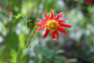 Close-up of red flower