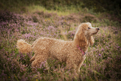 Poodle in heather
