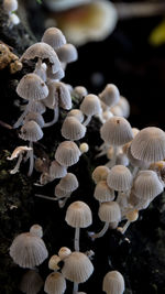 Close-up of mushrooms growing on field