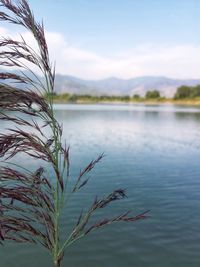 Plants by lake against sky