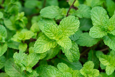 Full frame shot of green leaves