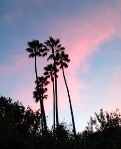 Low angle view of palm trees against sky