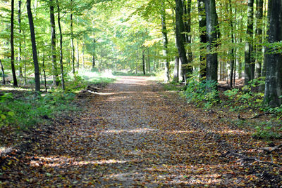 Dirt road passing through forest