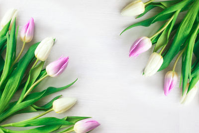 High angle view of pink tulips