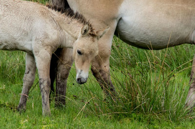 Close-up of horse on field