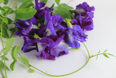 Close-up of purple flowering plant