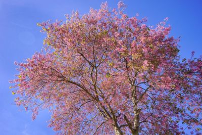 Low angle view of cherry blossoms against sky