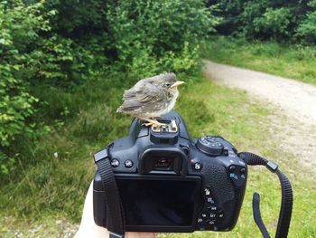 Cropped image of person holding camera with young chiffchaff bird