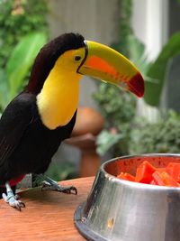 Close-up of bird perching on a plant
