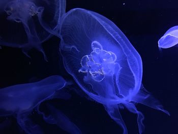 Close-up of jellyfish swimming in sea