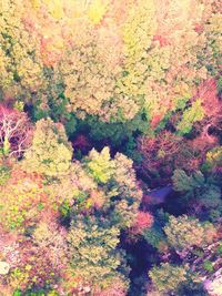 Plants growing on rocks