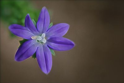 Close-up of purple flowers