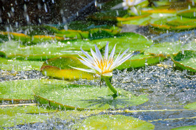 Close-up of water lily in garden