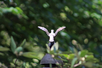 Close-up of a bird