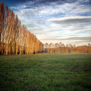 Trees on field against sky