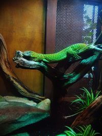 Close-up of lizard in zoo