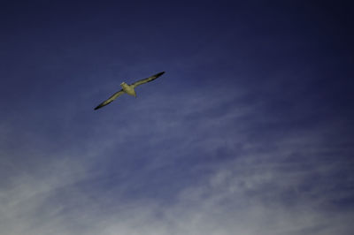 Low angle view of bird flying in sky