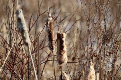 Close-up of dry plants on field