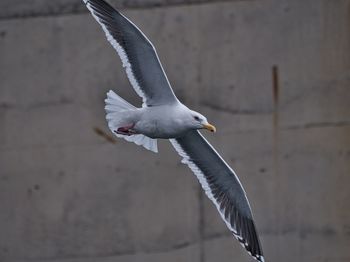 Seagull flying