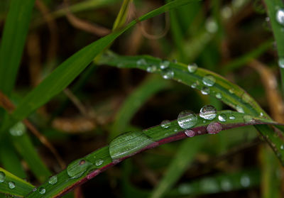 Close-up of water drops on blade of grass