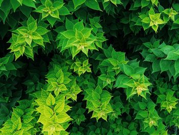 High angle view of plants