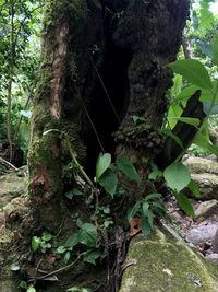 Close-up of moss growing on tree trunk